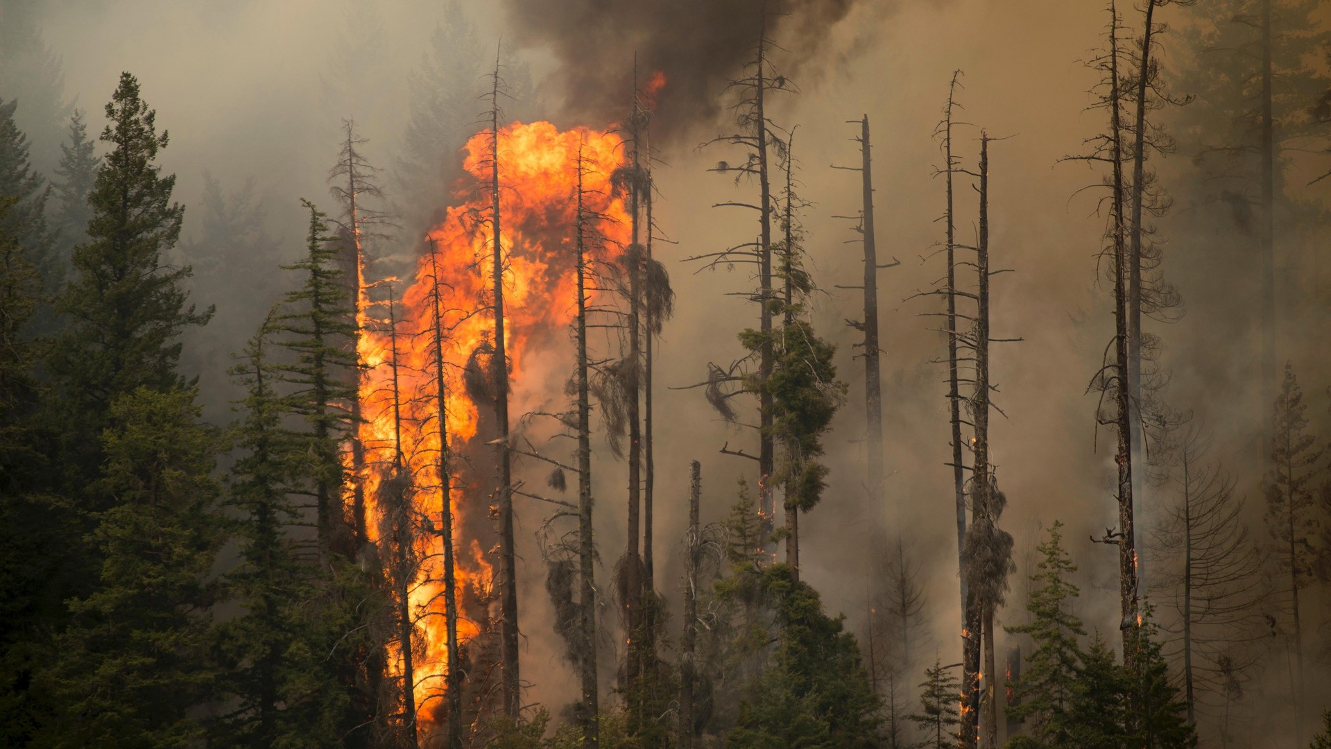 Les feux de forêts les plus chers de l’histoire américaine ?