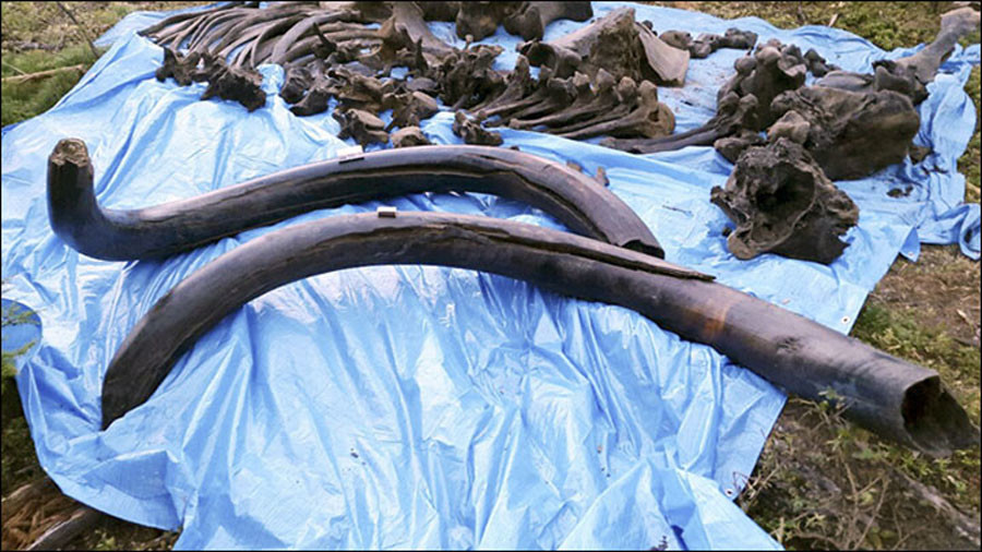 Le squelette d’un ancêtre du mammouth laineux de 126 000 ans découvert en Sibérie (PHOTOS)
