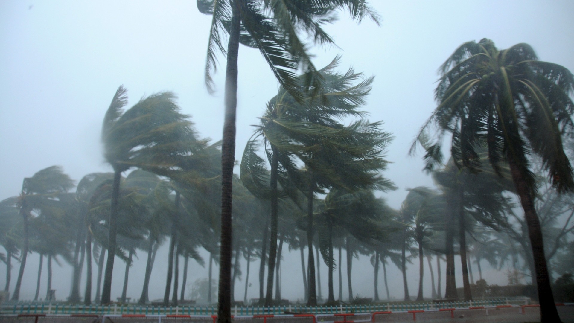 Des palmiers ont été abattus par le typhon Mujigae dans les rues de la ville de Zhanjiang en Chine