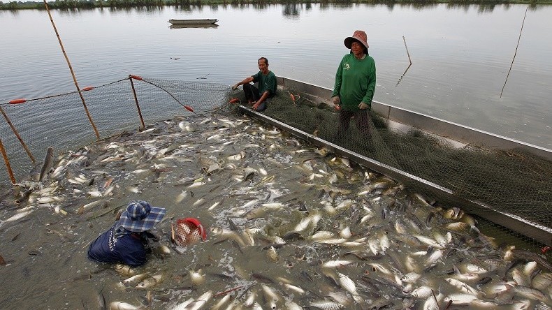 Nestlé admet des conditions inhumaines de ses travailleurs en Thaïlande dans le secteur de la pêche
