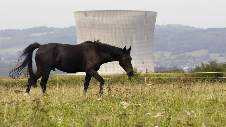 Les cas de violence sexuelle sur les chevaux augmentent de façon inquiétante en Suisse