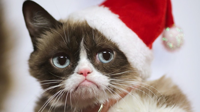 Grumpy Cat débarque au musée de Mme Tussauds à San-Francisco
