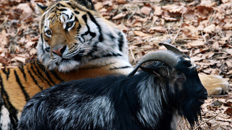 Un tigre et un bouc, amitié inédite