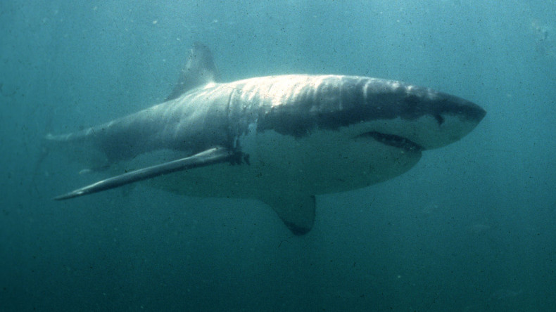 Japon : un grand requin blanc vivant exhibé dans un aquarium (VIDEO)