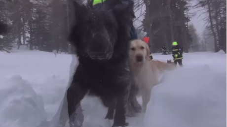 Des chiens d'avalanche mis à l’épreuve en Autriche