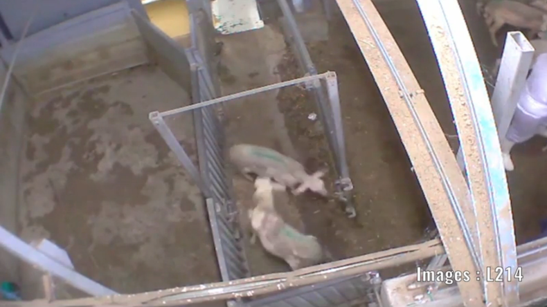 IMAGES CHOQUANTES : une vidéo d'animaux torturés entraîne la fermeture de l'abattoir de Vigan