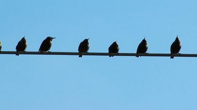Les fientes d’oiseaux ont fait fermer l’un des réacteurs d’Indian Point à New-York