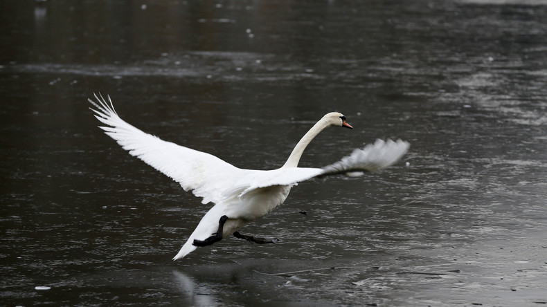 Macédoine : une touriste tue un cygne pour prendre un selfie avec lui