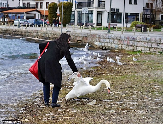 Macédoine : une touriste tue un cygne pour prendre un selfie avec lui