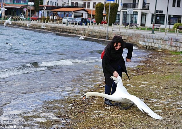 Macédoine : une touriste tue un cygne pour prendre un selfie avec lui