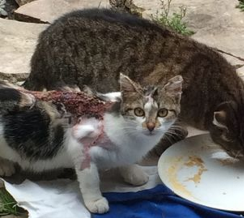 A Bagnolet, certains s’amusent à brûler des chats à l’acide (PHOTOS CHOC)