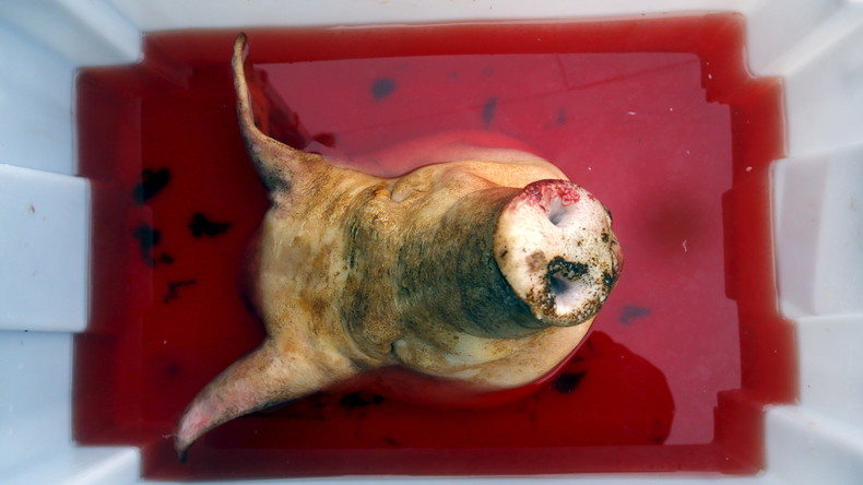 Après avoir retrouvé deux têtes de porc devant chez lui, l'ambassadeur du Maroc porte plainte