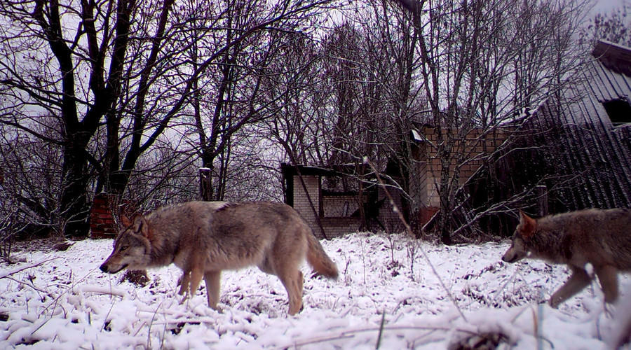 Tchernobyl : 30 ans après, la zone d’exclusion est devenue une réserve naturelle (PHOTOS, VIDEO)