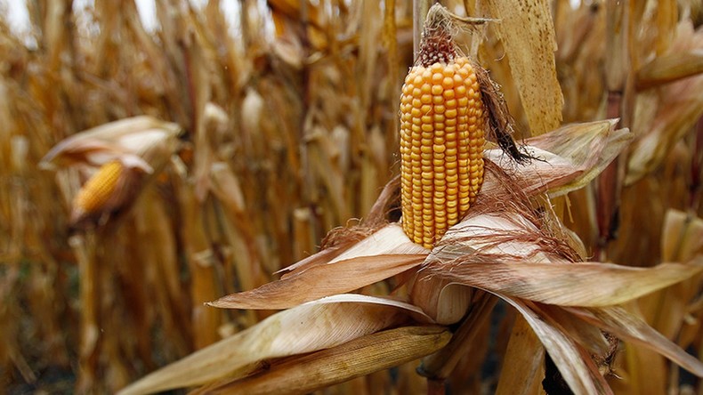 Russie : le Parlement approuve l’interdiction de la production et importation d’OGM