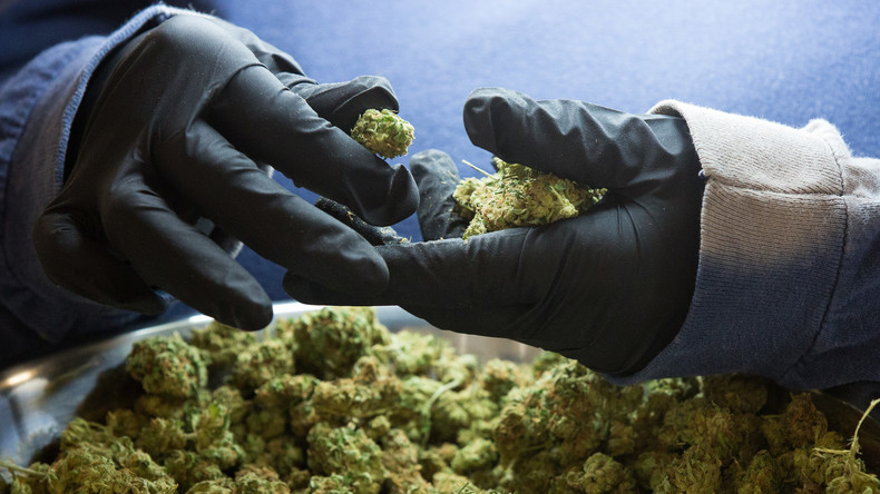 Allemagne : les députés légalisent la consommation de cannabis à usage thérapeutique