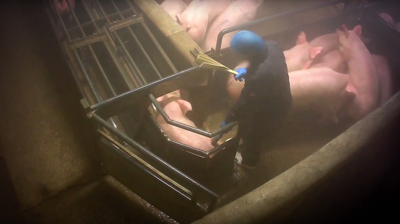L214 dénonce le traitement des cochons dans un abattoir d'Ile-de-France (VIDEO CHOC)