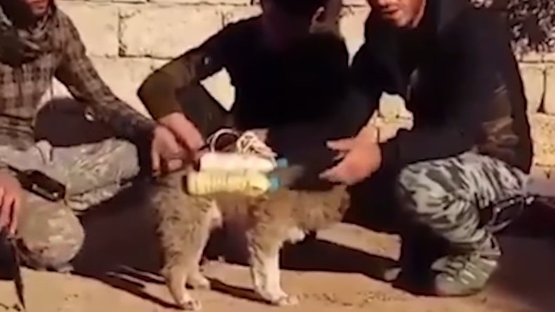 A Mossoul, des miliciens chiites auraient sauvé un chien transformé en bombe sur pattes par Daesh