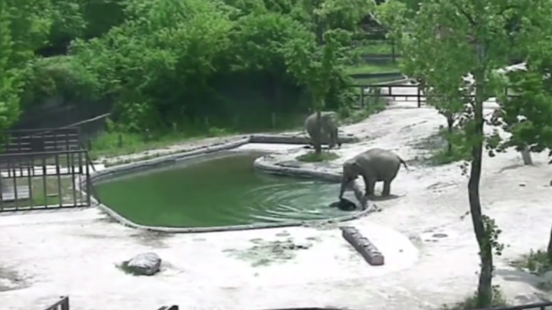 Une paire d’éléphants sauve un éléphanteau de la noyade dans un zoo de Séoul (VIDEO)