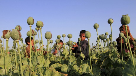 Un champ d'opium près de Jalalabad