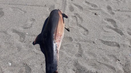 Le dauphin, mort après avoir été manipulé par des touristes en Espagne.