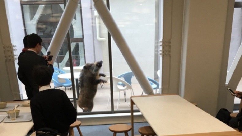 Des sangliers sèment la panique dans un lycée japonais (IMAGES)