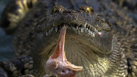 Un crocodile tenant dans sa gueule une tête d'oiseau, dans un zoo thaïlandais.