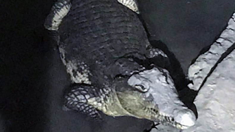 Saint-Pétersbourg : à la recherche d'armes, la police tombe sur... un crocodile de deux mètres
