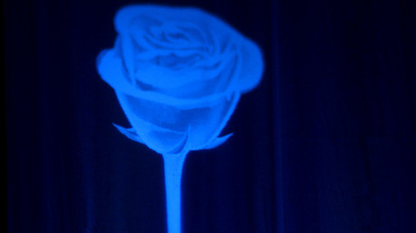La rose bleue, emblème de la campagne de Marine Le Pen en 2017