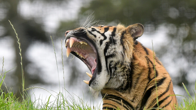 Tigre contre ours : un combat épique filmé dans un parc national en Inde (VIDEO)