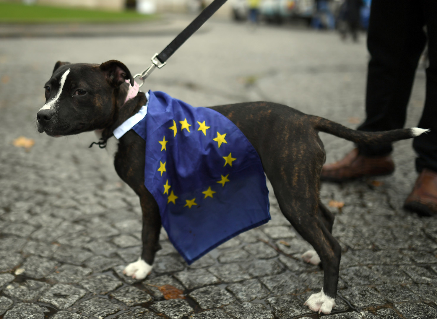 Plus dociles que les humains ? Des chiens défilent contre le Brexit (IMAGES)