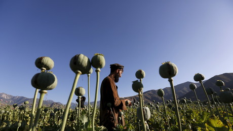 Un Afghan travaille dans un champ de pavot à opium dans la province de Nangarhar, en Afghanistan.