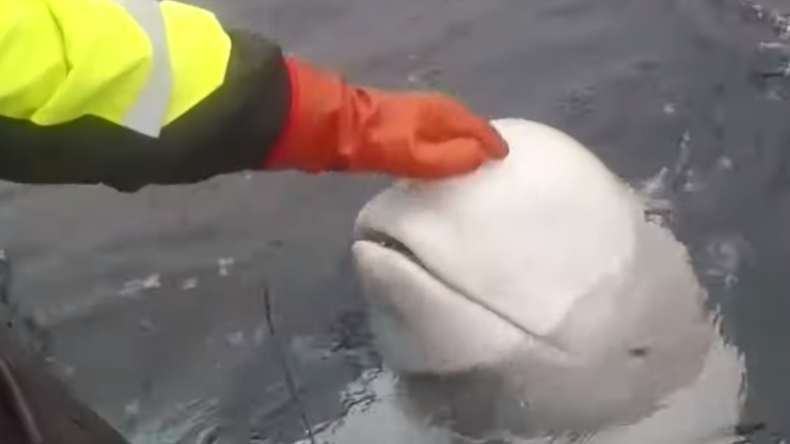 Des pêcheurs norvégiens découvrent un béluga soupçonné d'appartenir à la marine militaire russe