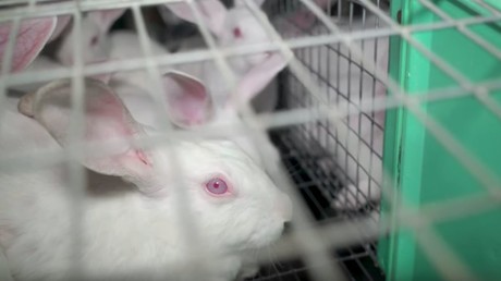 Capture d'écran de la vidéo «Enquête dans un élevage de lapins à Nueil-les-Aubiers (Deux-Sèvres)» de l'association L214.