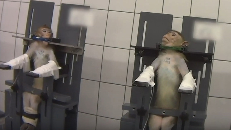 Animaux maltraités, enchaînés et gavés : un laboratoire de tests filmé en Allemagne (VIDEO)