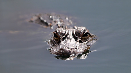 Alligator en Floride. Image d'illustration.