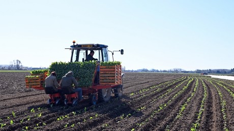 Le ministre de l'Agriculture Didier Guillaume a lancé un appel, le 24 mars 2020, pour que les Français n'ayant «plus d'activité» aillent aider les agriculteurs dans les champs.