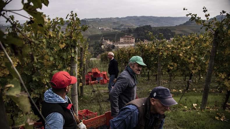 L'Italie va régulariser 200 000 clandestins pour pallier le manque de main d'œuvre agricole