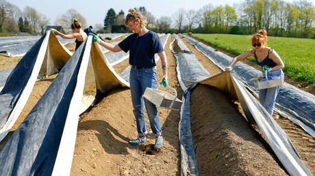 Des étudiants aident un fermier à récolter des asperges à Lohmar (Rhénanie-du-Nord-Westphalie) en Allemagne, le 9 avril 2020.