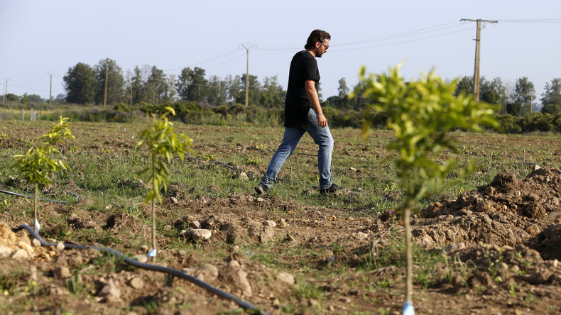 Corse : la France fait venir 902 ressortissants marocains pour «sauver les récoltes» de clémentines