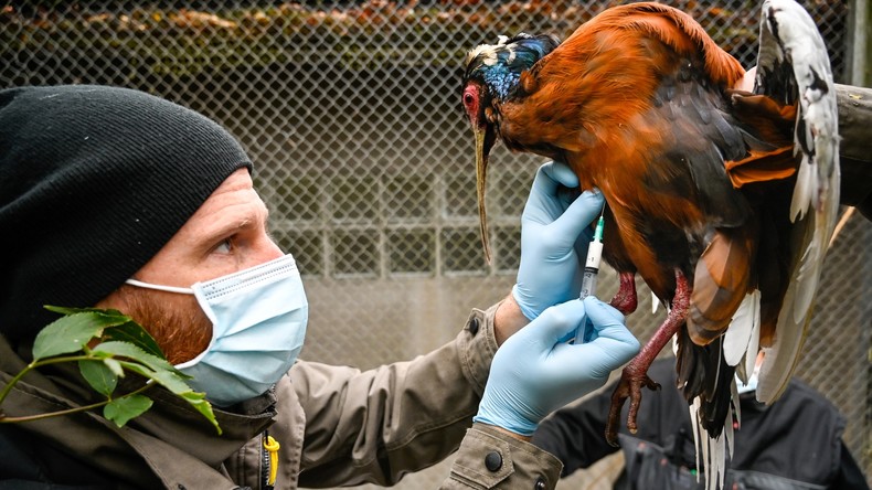 Grippe aviaire : un premier cas détecté en Corse, Denormandie place la métropole en risque «élevé»