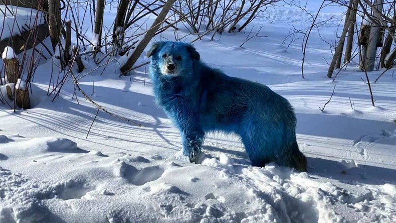 D'où viennent les mystérieux chiens bleus observés en Russie ?