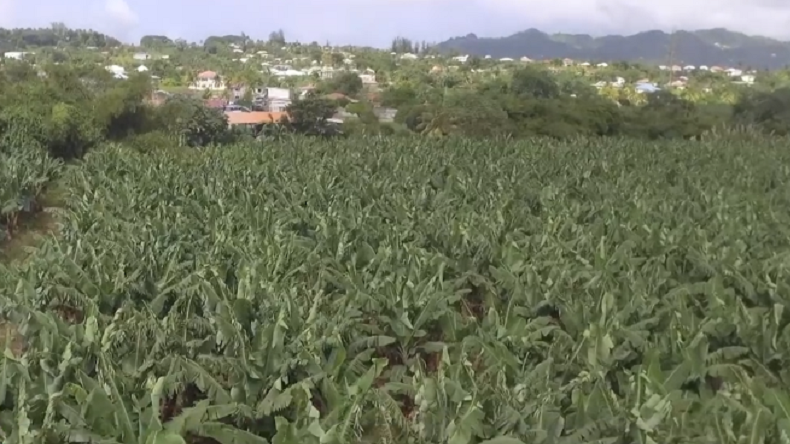 Manifestation en Martinique contre «l'impunité» dans l'affaire du chlordécone