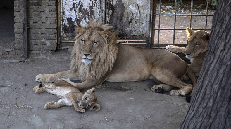 Gorilles, lions et chimpanzés : le zoo de Detroit vaccine ses animaux «à risque» face au Covid-19