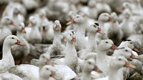Six nouveaux élevages de canards dans les Landes ont été contaminés par la grippe aviaire et abattus le 24 décembre (image d'illustration)