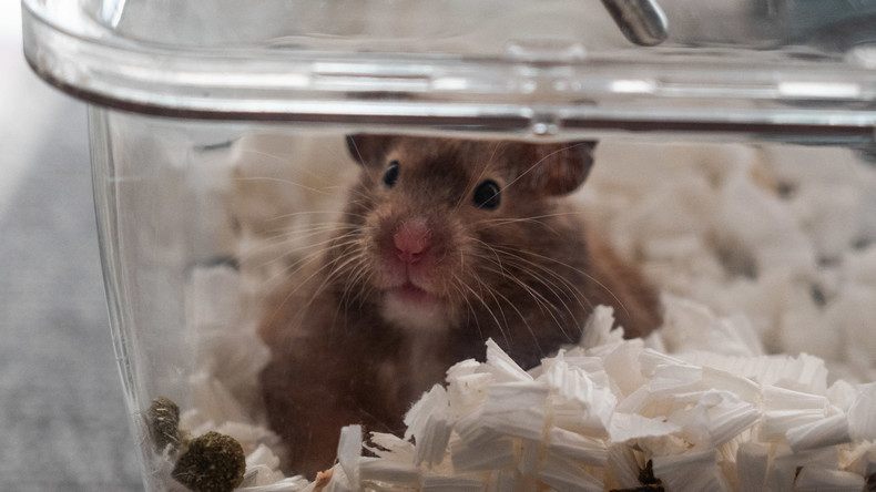 hamster, hong kong