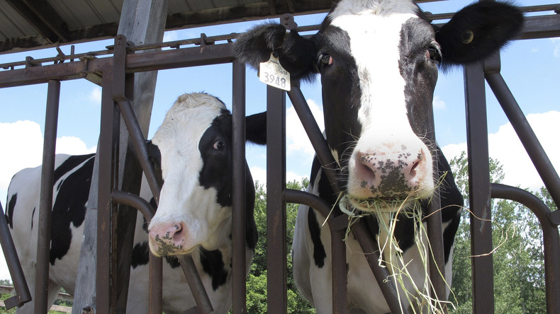 Des vaches