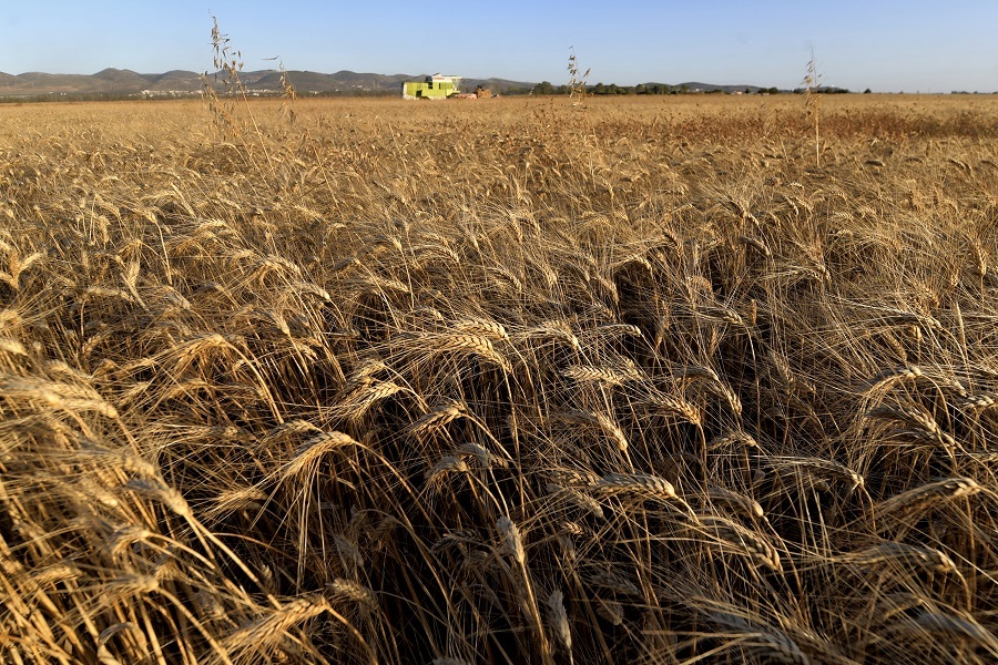 Crise alimentaire: Moscou rejette les accusations des Occidentaux, données de la FAO à l’appui
