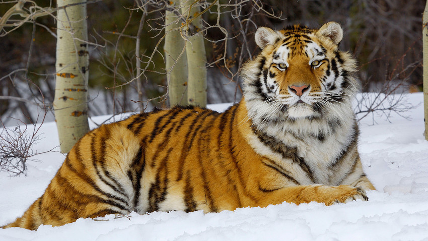 Der Amur-Tiger in seiner ganzen Schönheit