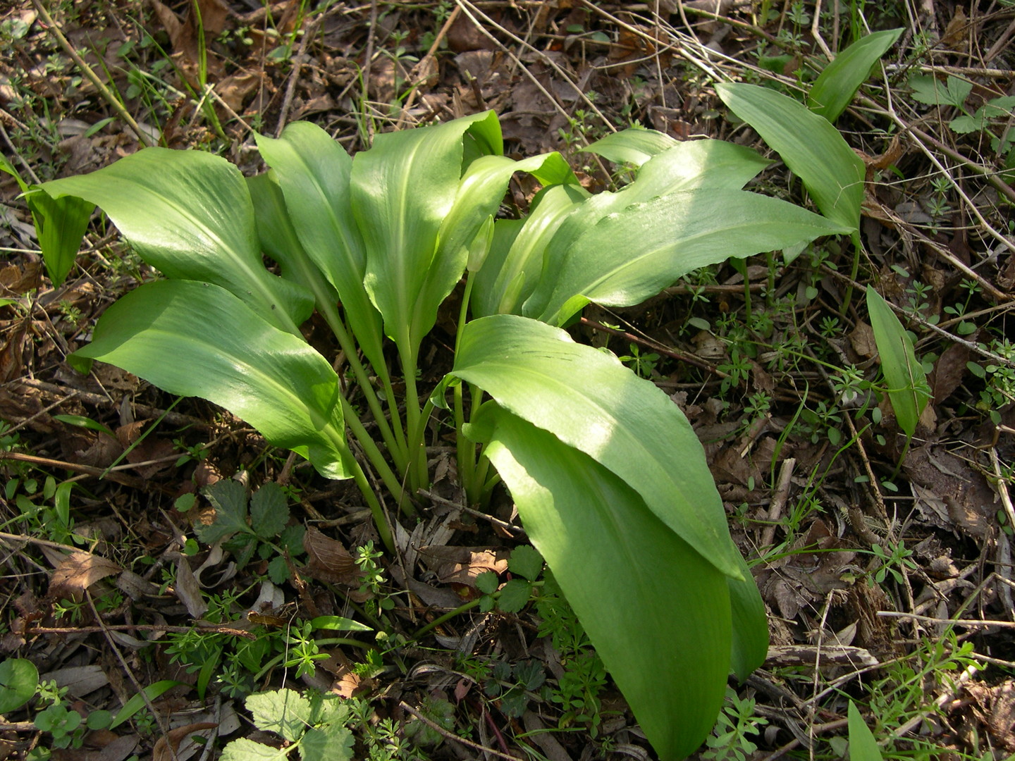 Allium ursinum (bear's garlic).