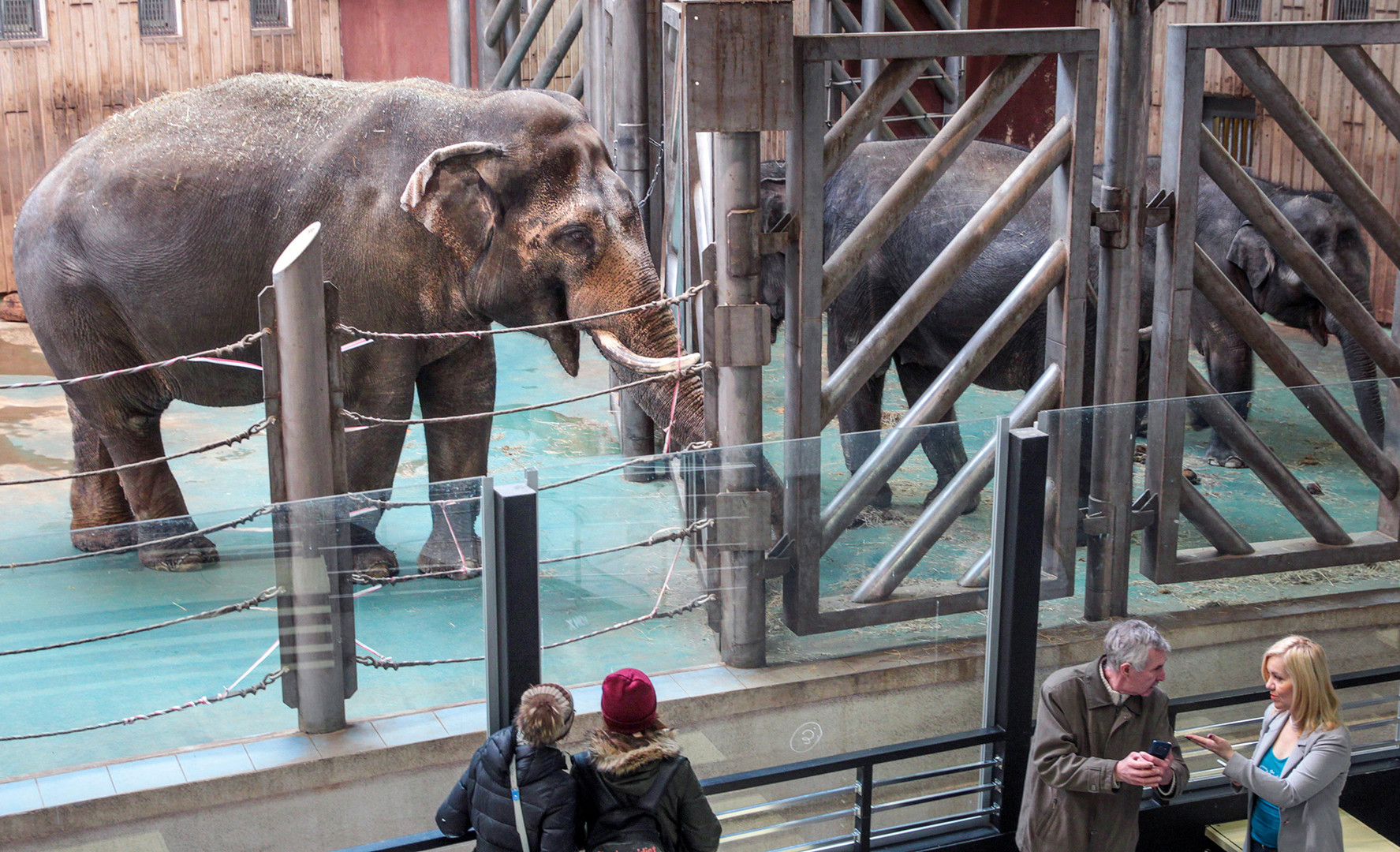 18 март 2016 г. Слон в Московския зоопарк.
